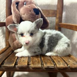 Archie - Blue merle and white male American Corgi puppy in Decatur, Texas from Bar S Corgis