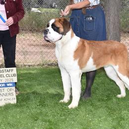 Saint Bernards from St Peter’s Gate Pups