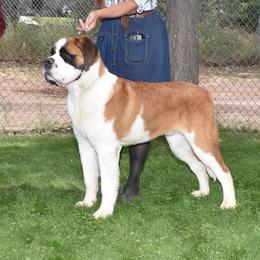 Saint Bernards from St Peter’s Gate Pups