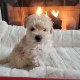 Girl 3 - Assorted Doodle Crosses puppy from Mini Doodle Dandies