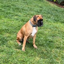 Nala - Boxer