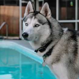 Kai - Siberian Husky