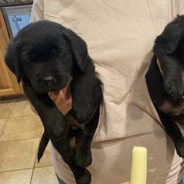 Boy 4 - Black male Labrador Retriever puppy in Seymour, Tennessee from Pride of the Southland Labs