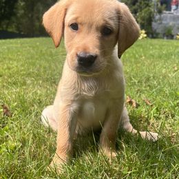 Labrador Retrievers from Climbing Stone Labradors