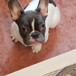 French Bulldog Puppies from Avery's  Farmhouse