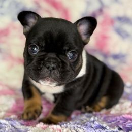 Ben Grimm - Black and tan male French Bulldog puppy in Hollis, New Hampshire from Big Sky Frenchies