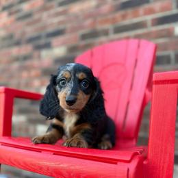 Wasabi - Dapple male Dachshund puppy in Westport, Kentucky from Lonestar Creek Farm