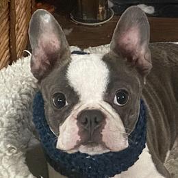 Boston Terriers, Companion Crosses, and French Bulldogs from Cozy Companions