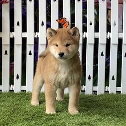Remi - Red male Shiba Inu puppy in Newberry, Michigan from Day Dream Akita & Shiba Inu