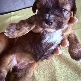 Girl 2 - Black and tan female Shorkie puppy in Florida from Shih tzus and Shorkies Galore