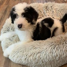 Aussiedoodles, Cockapoos, Goldendoodles, Poodles, Sheepadoodles, and Springerdoodles from Two Creeks Farm Poodles & Doodles