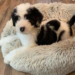 Aussiedoodles, Cockapoos, Goldendoodles, Poodles, Sheepadoodles, and Springerdoodles from Two Creeks Farm Poodles & Doodles