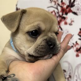 Boy 1 - French Bulldog puppy in Calhoun, Georgia from Shays Designer Dogs