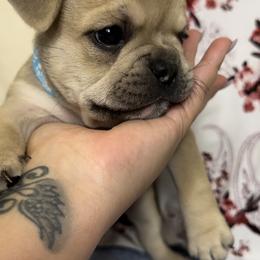 Boy 1 - French Bulldog puppy in Calhoun, Georgia from Shays Designer Dogs