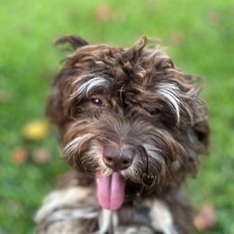 Bing Bing - Havanese