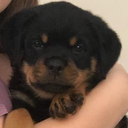 Rottweilers from Misjef Rottweilers
