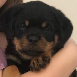 Rottweilers from Misjef Rottweilers