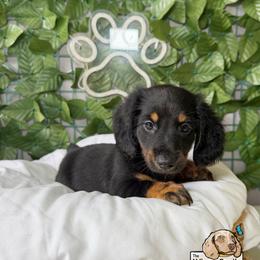 Valentino (CKC) - Black and tan male Dachshund puppy in Ocala, Florida from The Wiener Family