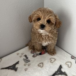Daisy - Cream female Maltipoo puppy in Fife, Washington from Joyful Pups