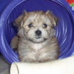 Havanese Puppies from Selah Havanese