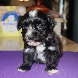 Puddles - Black male Havanese puppy in Hamptonville, North Carolina from Alabama Havanese Kennel Tidewater Kennel