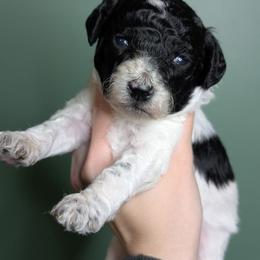 Louis - Parti male Poodle puppy in Salem Township, Maine from Moirae Poodles