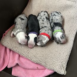 Cockapoo, Sheepadoodle, and Whoodle Puppies from Saddle Mountain Doodles