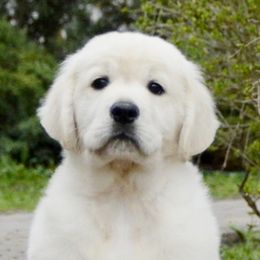 Patsy - Golden Retriever