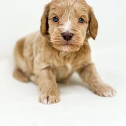 Jumba - Apricot male Goldendoodle puppy in Davison, Michigan from Dreaming Doodles