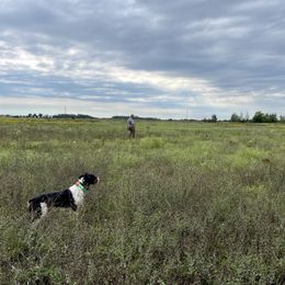 French Brittany Puppies from Swift Family Farm, LLC
