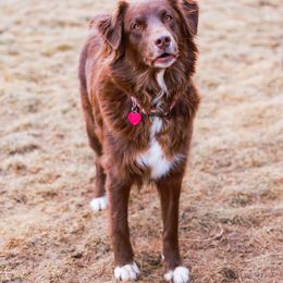 Koda - Miniature Australian Shepherd