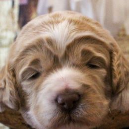 Australian Labradoodles from Asheville Doodles