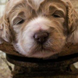 Australian Labradoodles from Asheville Doodles
