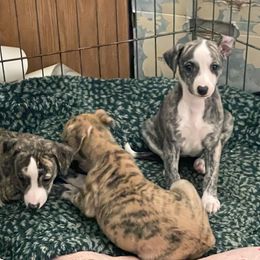Dalmatian and Whippet Puppies from Hapi-Dal Dalmatians and Primetime Whippets
