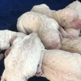 Poodle Puppies from Aura & Luxe Poodles