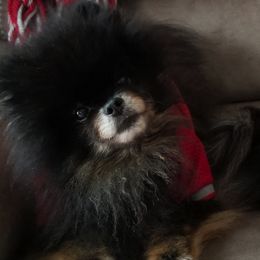 Pomeranians from Love 4cPaws