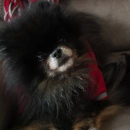 Pomeranians from Love 4cPaws