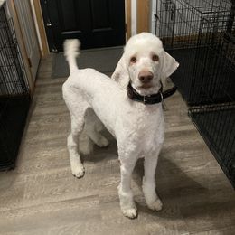 Doc - Poodle