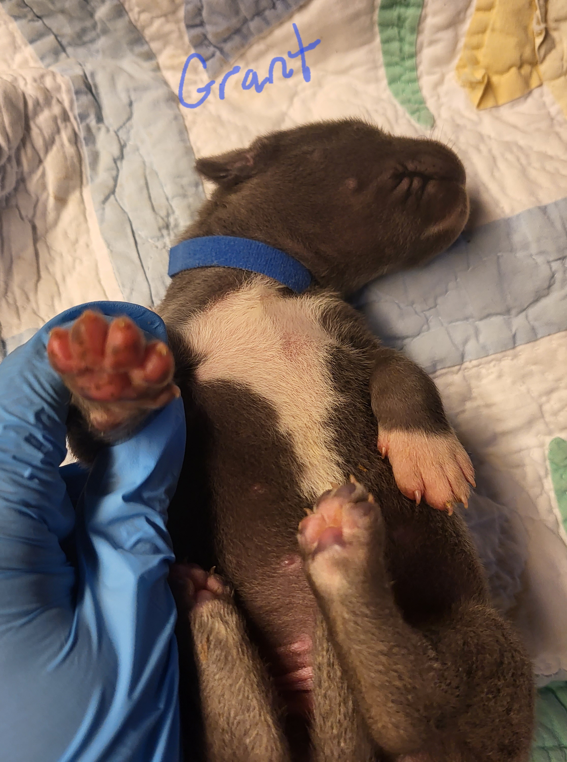 Great Dane Puppies from Grant’s Gorgeous Greats