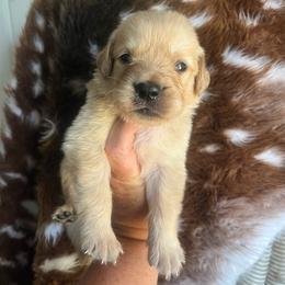 Blue collar - Golden male Golden Retriever puppy in Jesup, Georgia from Painted Platinum Retrievers (Painted Platinum Kennel) PPK