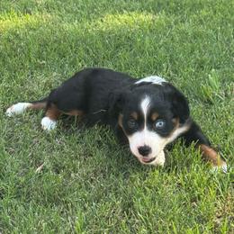 Mowana - Black tri-color female Australian Shepherd puppy in Tennessee from PaintedS Aussies