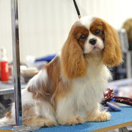 Magic - Cavalier King Charles Spaniel