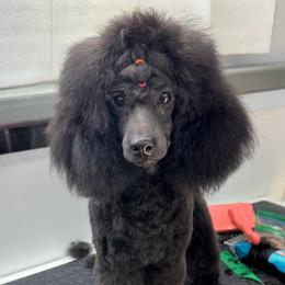 Emmett - Blue male Poodle puppy in Labelle, Florida from RomLein Poodles