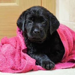 Labrador Retriever Puppies from Meritrust Labradors