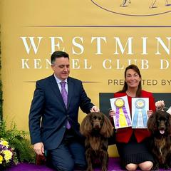 Boykin Spaniels and Nova Scotia Duck Tolling Retrievers from Beekauz Kennel