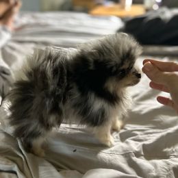 Ivar - Pomeranian
