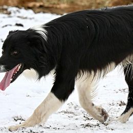 Gator - Border Collie