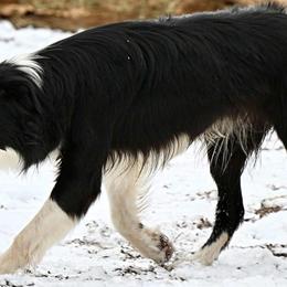 Gator - Border Collie