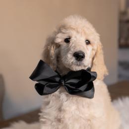 Cara - Cream female Poodle puppy in Leonard, Texas from Laird Farms
