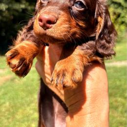 GREEN MALE - Chocolate and tan male Dachshund puppy in Massies Mill, Virginia from Pigeon Hill Dachshunds